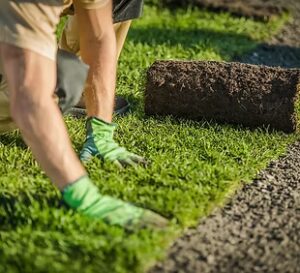 Professional Landscaper Lay Natural Grass Turfs_ Natural Grass Installation_ Gardening Ind